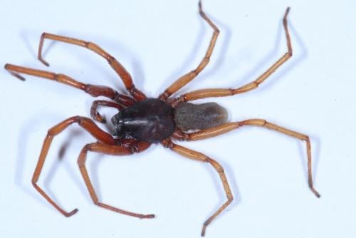 Harpactea rubicunda